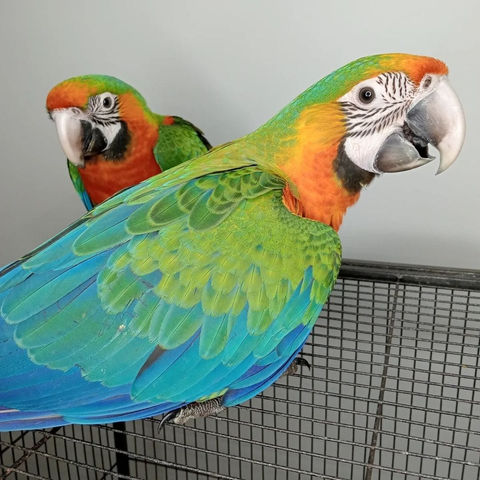 Catalina Parrot Price