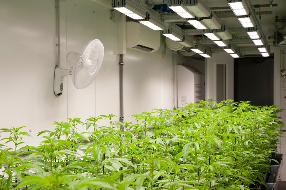 Grow Room Walls