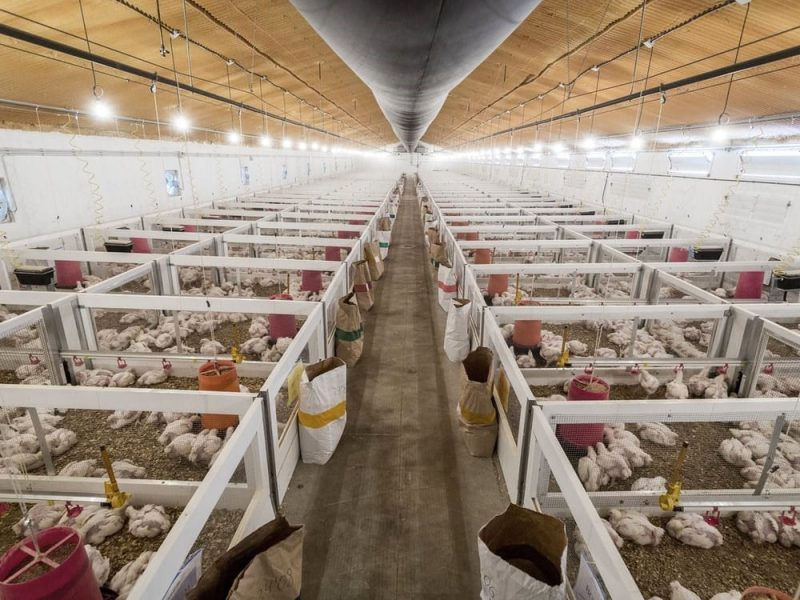 How do PVC Panels Simplify Poultry Wall Maintenance?-Reasons Unveiled