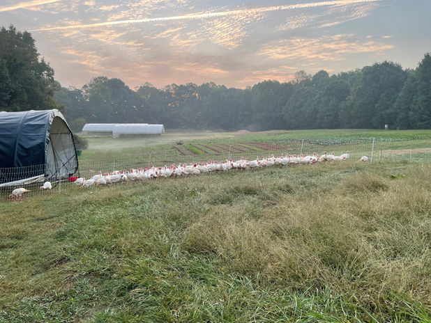 turkeys in field .jpeg