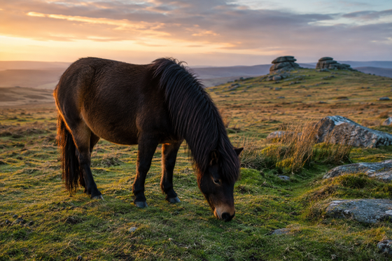 The Spirit of Dartmoor.