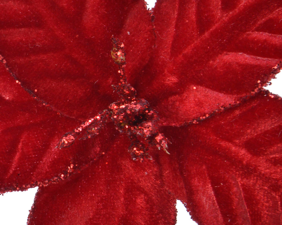 Miniatura: Poinsettia tallo 11cm.
