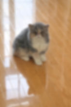 5b932587f82dc862aac1f20b267e0330.JPEG