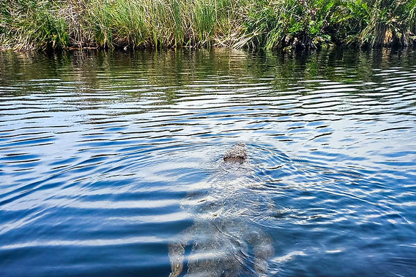 Road trip en Jamaïque et crocodile à la Black River