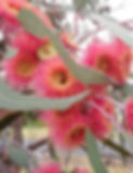 Eucalypt in Garden_edited.jpg