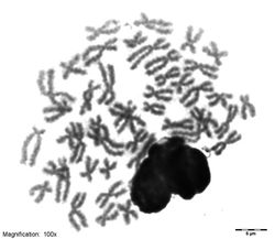 Metáfase de C. paleatus
