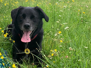 How to Stop Your Dog Chasing Bikes and Scooters.