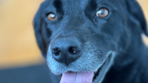 Smiling, relaxed black dog