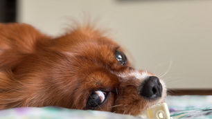 Why Does My Dog Rush the Door? Understanding & Stopping Door Dashing | Auckland