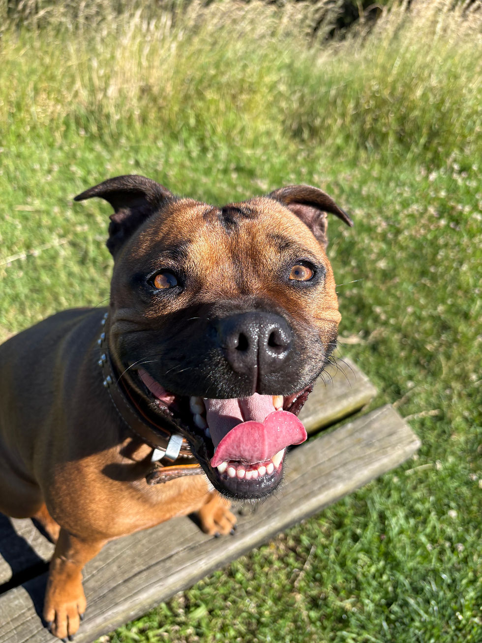 English staffy looking at camera