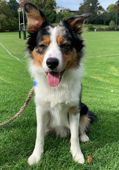 Collie on leash during training