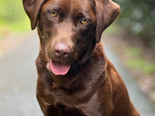 How to Train your Dog to 'Wait'