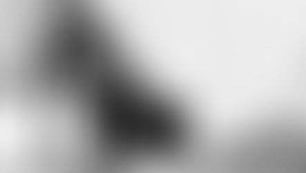 A dog in a play bow postition