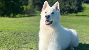 A white swiss shepherd, lying down, engaged with its owner.