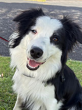 Black and white border collie