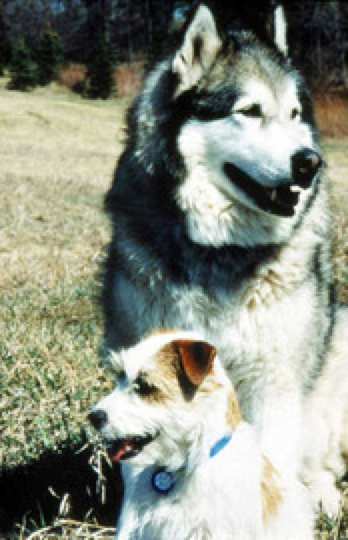 A dog's body language. The Look Away.