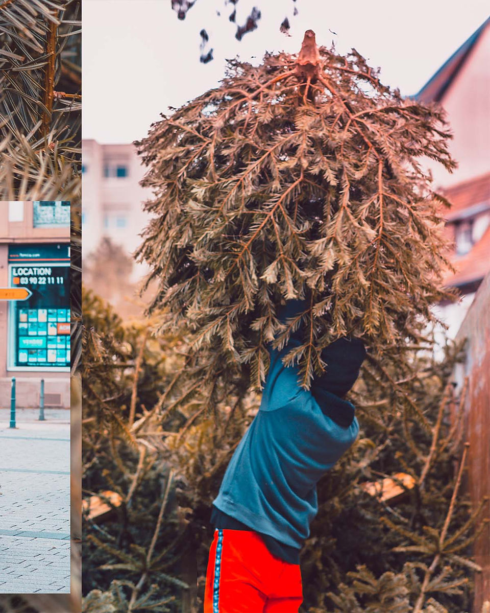 Collecte des sapins de Strasbourg 