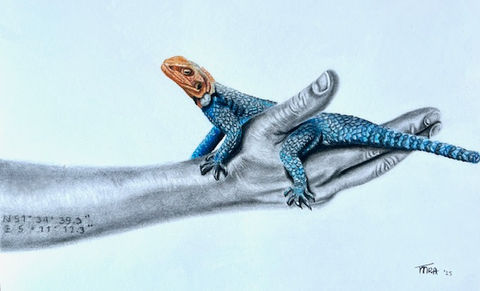 'Oisterwijk meets Kenia'
Houtskool gecombineerd met pastel
(30 x 40)