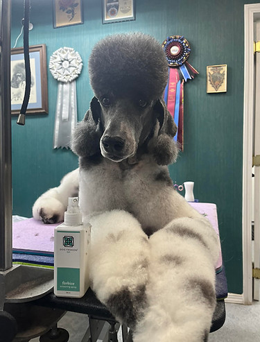 Standrad Poodle