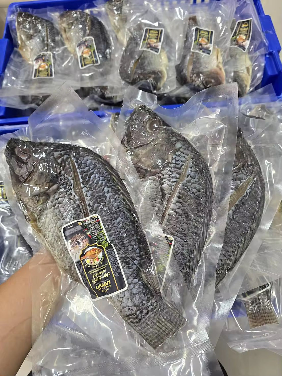 ภาพขนาดย่อ: ปลานิลร้า