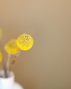 Yellow Flowers