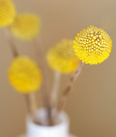 Fleurs jaunes