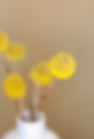 Yellow Flowers