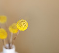 Yellow Flowers