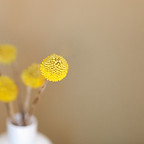 Yellow Flowers