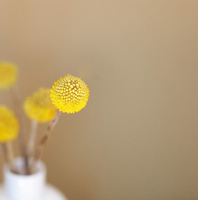 Yellow Flowers