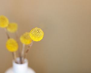 Yellow Flowers