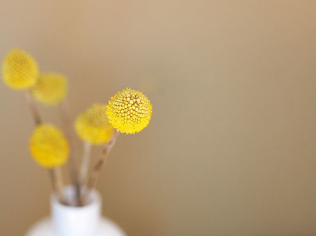 Yellow Flowers
