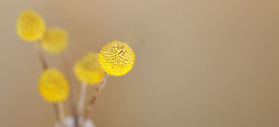 Yellow Flowers