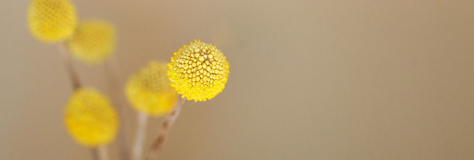Yellow Flowers