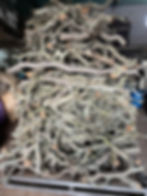 Miniatura: Cork Branches