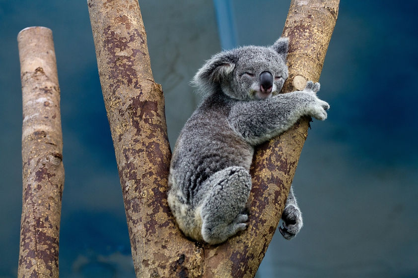 Koala sleeps