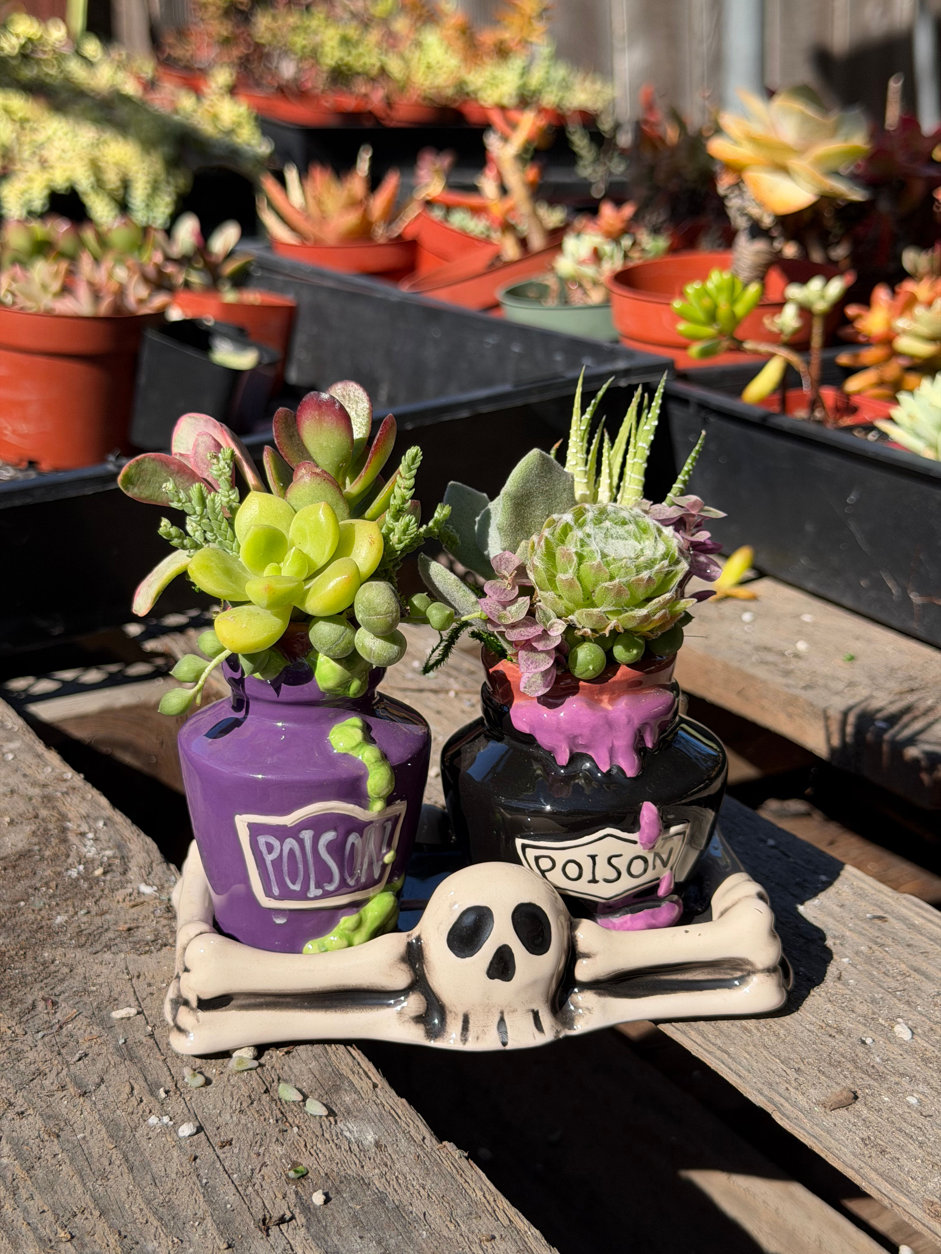 Poison Succulent Design