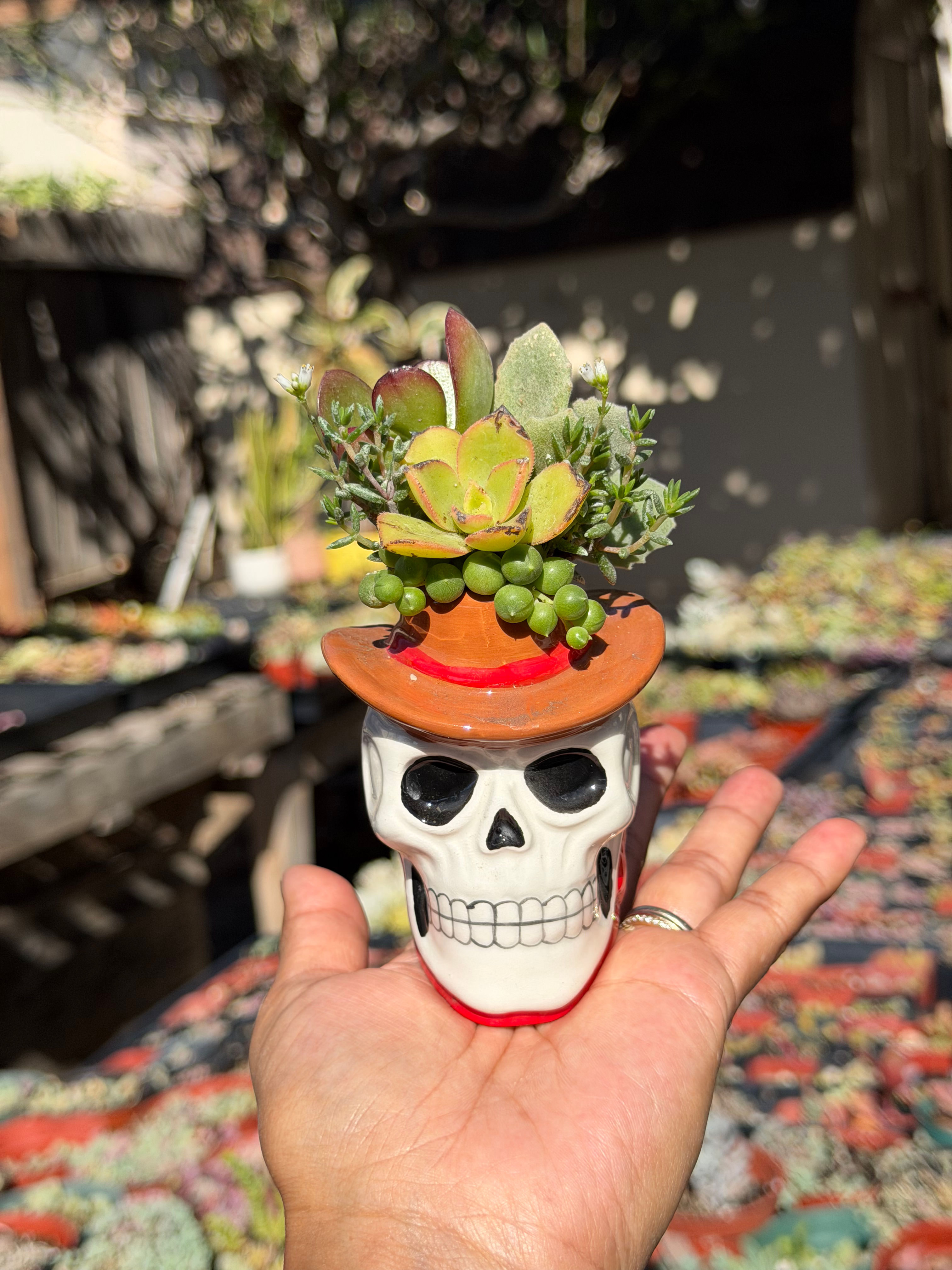 Skeleton Cowboy Succulent Design