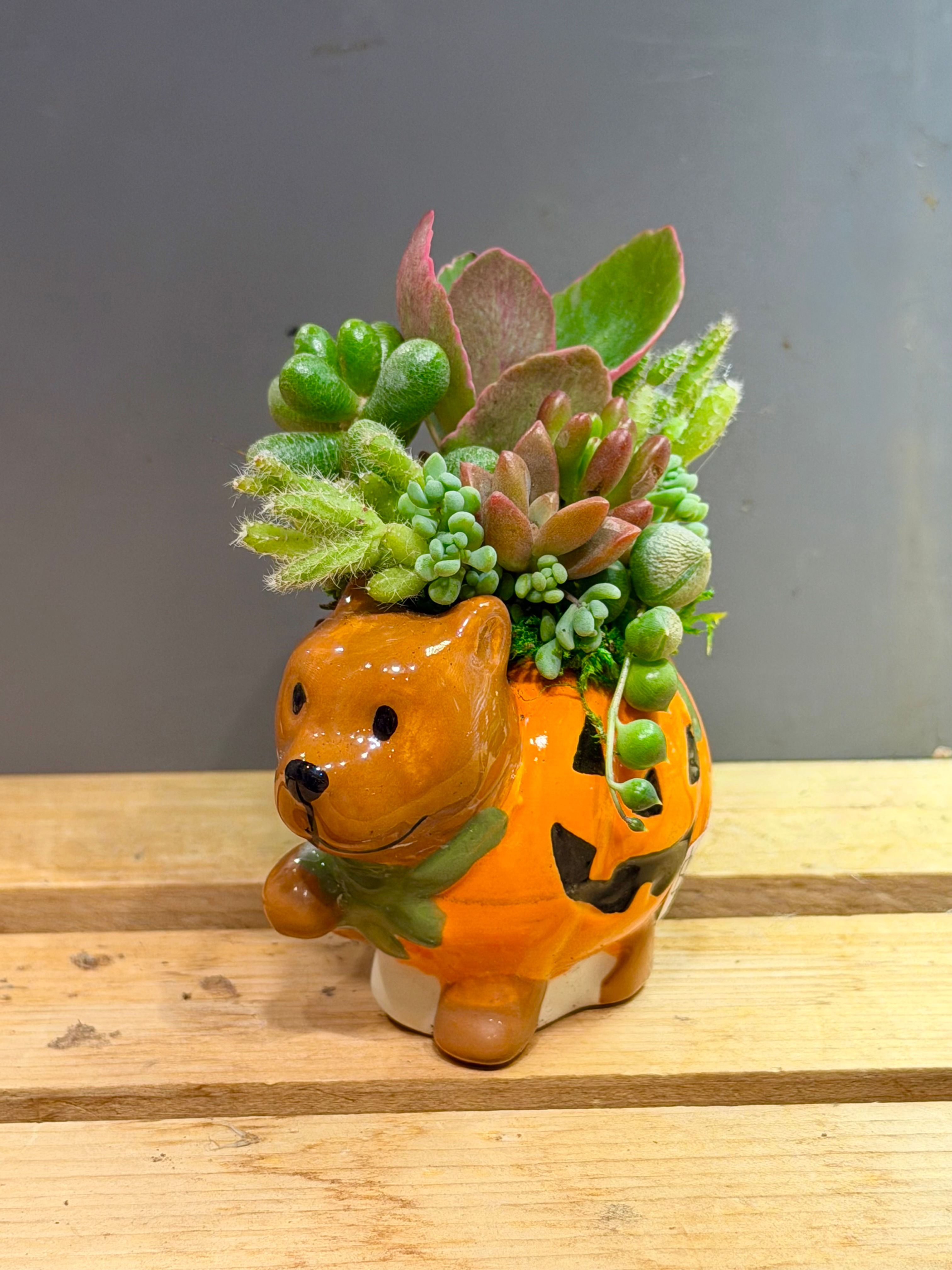 Dog Pumpkin Spooky Succulent Design