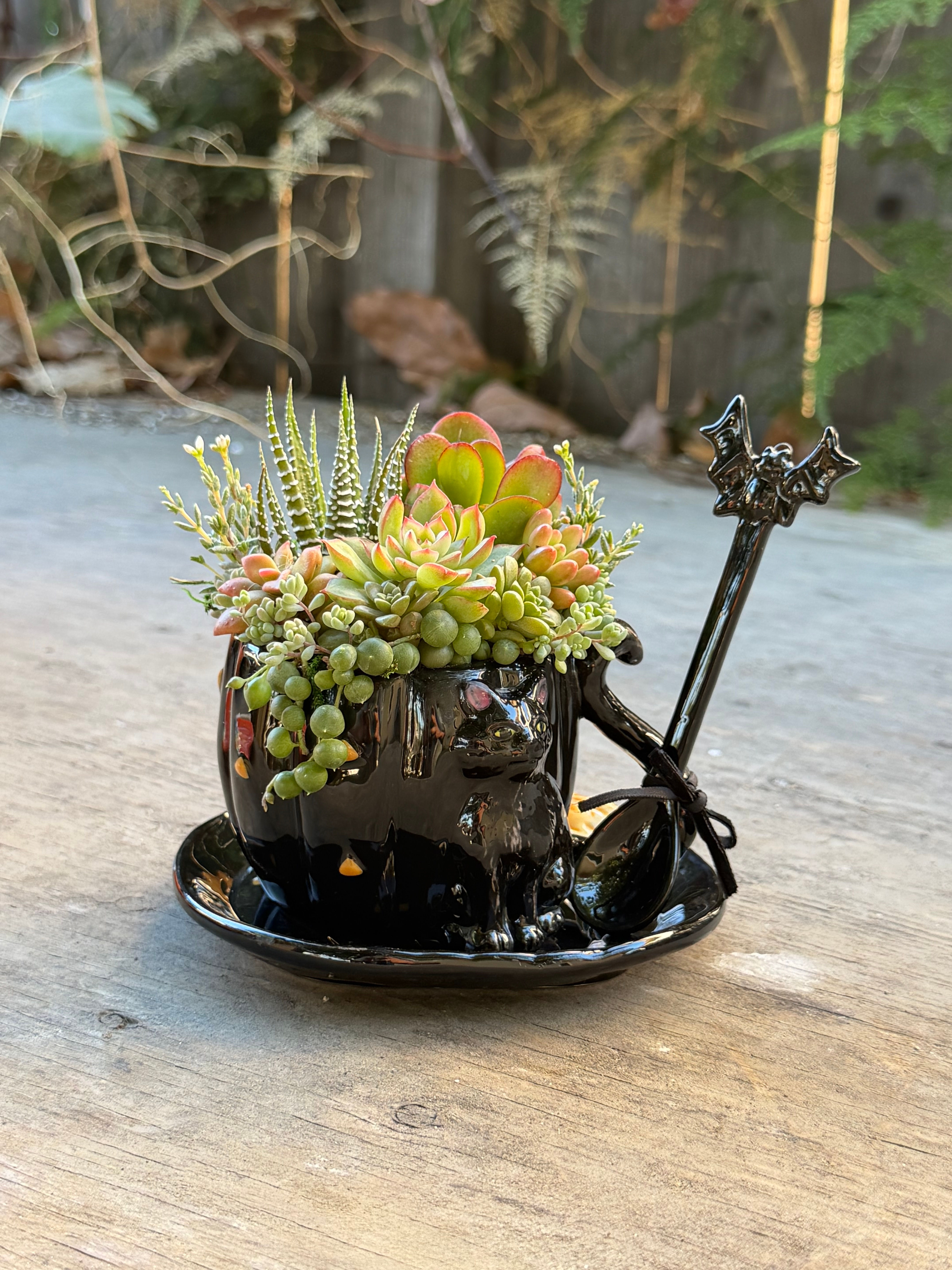 Halloween Cat Teacup Set Succulent Design