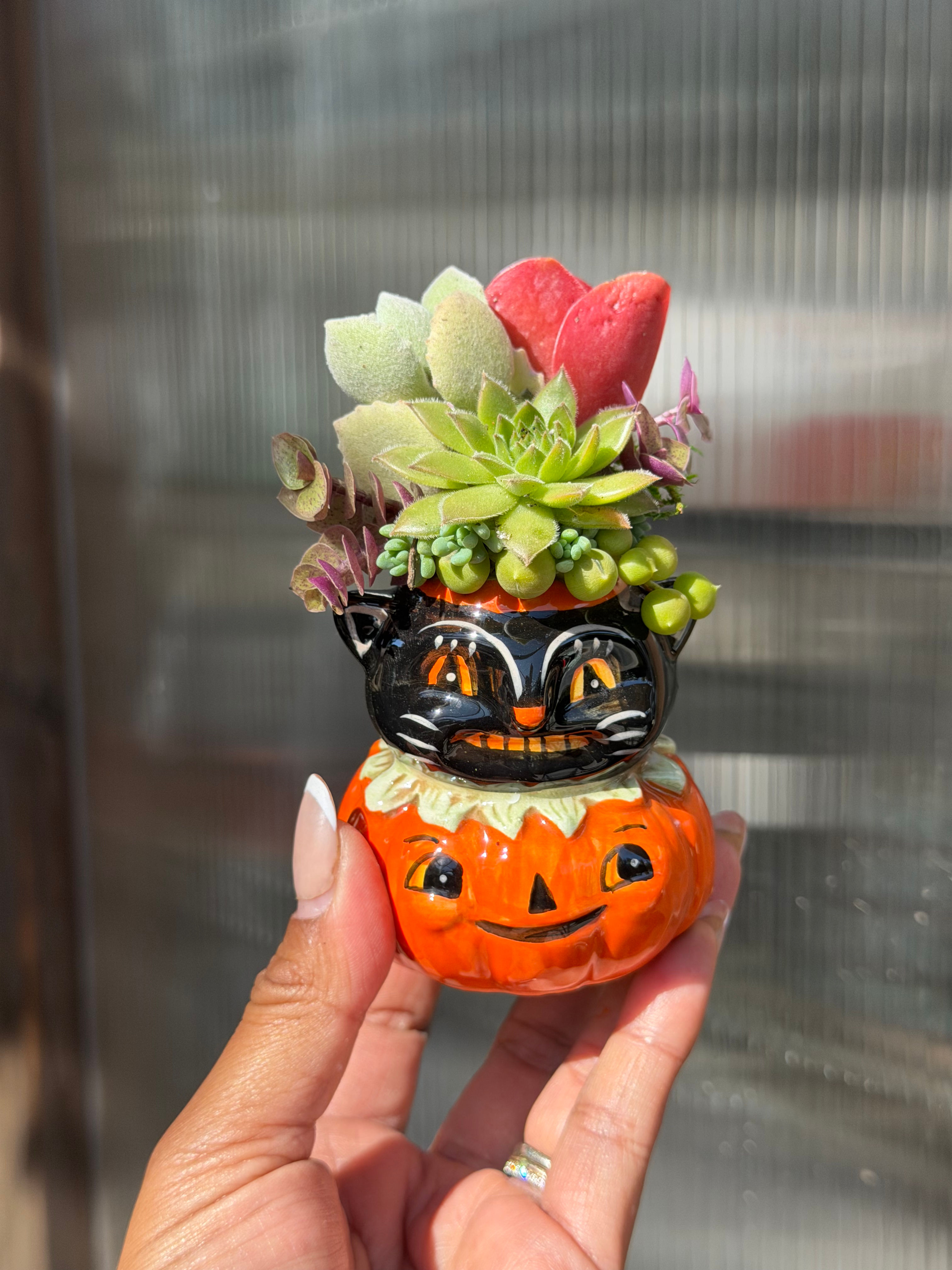 Jack-o-Cat Spooky Succulent Design