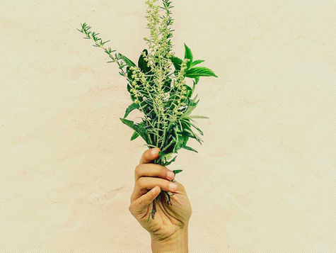 Herbs for the kidney and urinary system with Dr. Sally Moorcroft