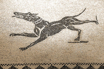 pavimentazione romana della Domus del Mito a Sant’Angelo in Vado. Ritratto di cane