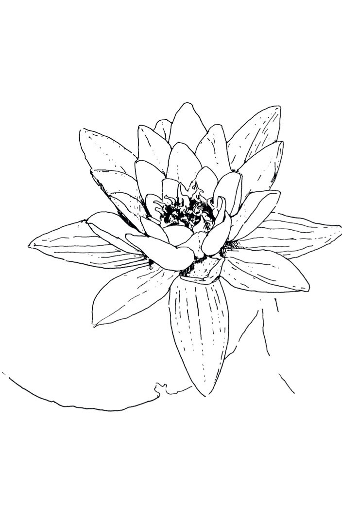 Nynphaea alba