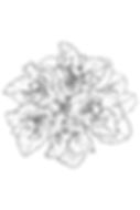 Botanics in the Heller Garden - 50 Drawings by Carlson Skoluda