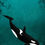 Thumbnail: Simply Wild - Killer Whale