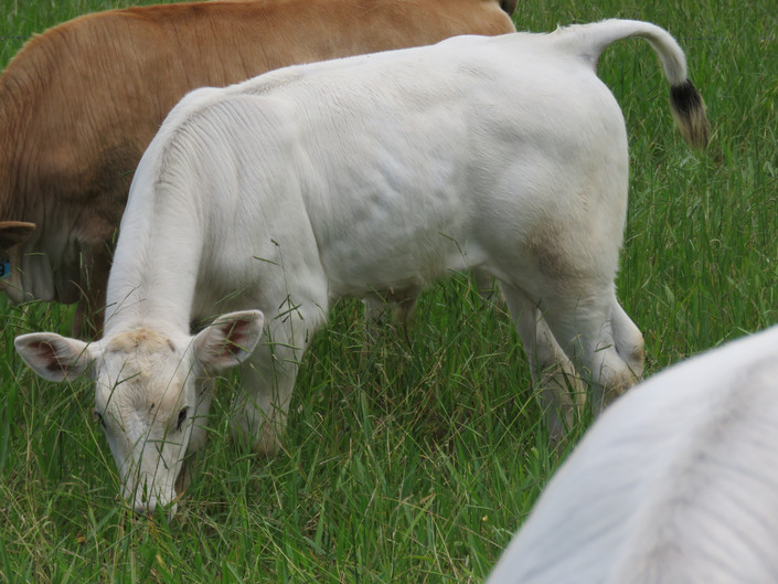 For Sale Full Blood Chianina Bull Calves WANDANA WATERS