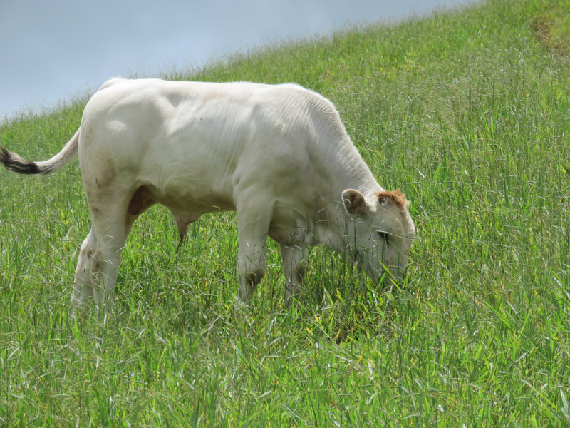 For Sale Full Blood Chianina Bull Calves WANDANA WATERS