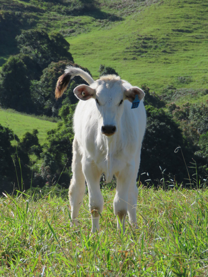 For Sale Full Blood Chianina Bull Calves WANDANA WATERS