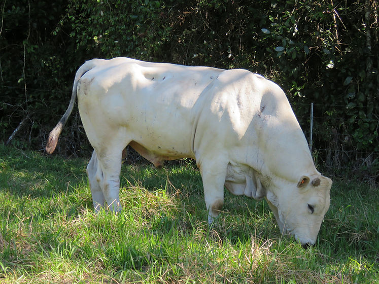For Sale Full Blood Chianina Bull Calves WANDANA WATERS